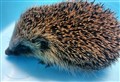 Scottish SPCA launch appeal to help look after our prickly pals this summer