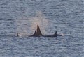 PICTURES: Killer Whales wow Moray for second time in a week