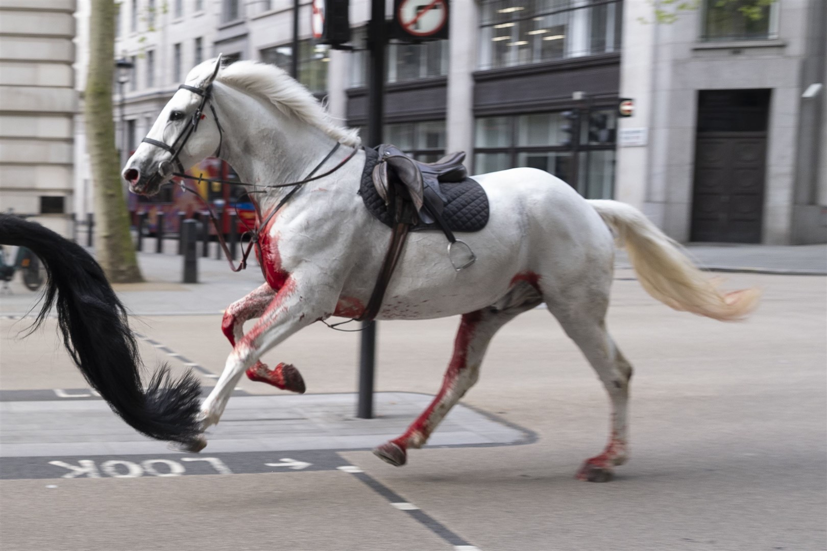 Two of the animals, a black horse and a grey drenched in blood, were seen galloping through central London (Jordan Pettitt/PA)
