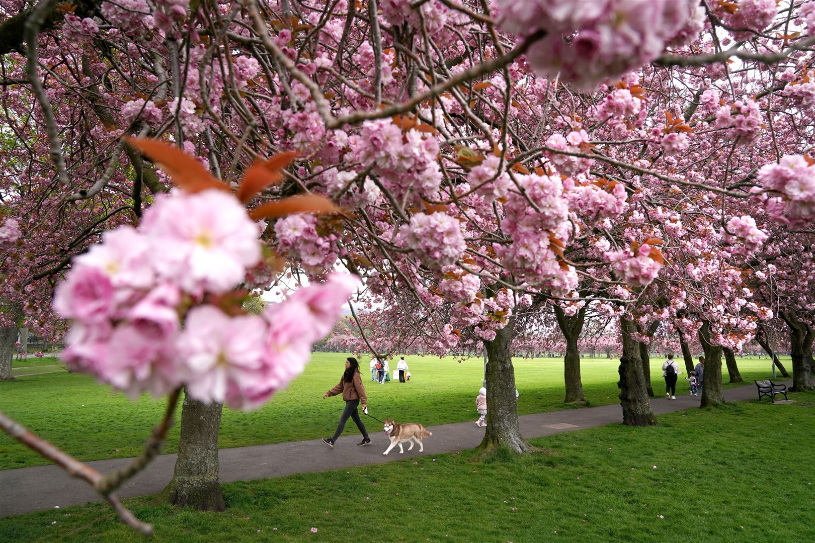 Members of the public walk past cherry blossom trees in full bloom in The Meadows in Edinburgh during fine April weather (Andrew Milligan/PA)