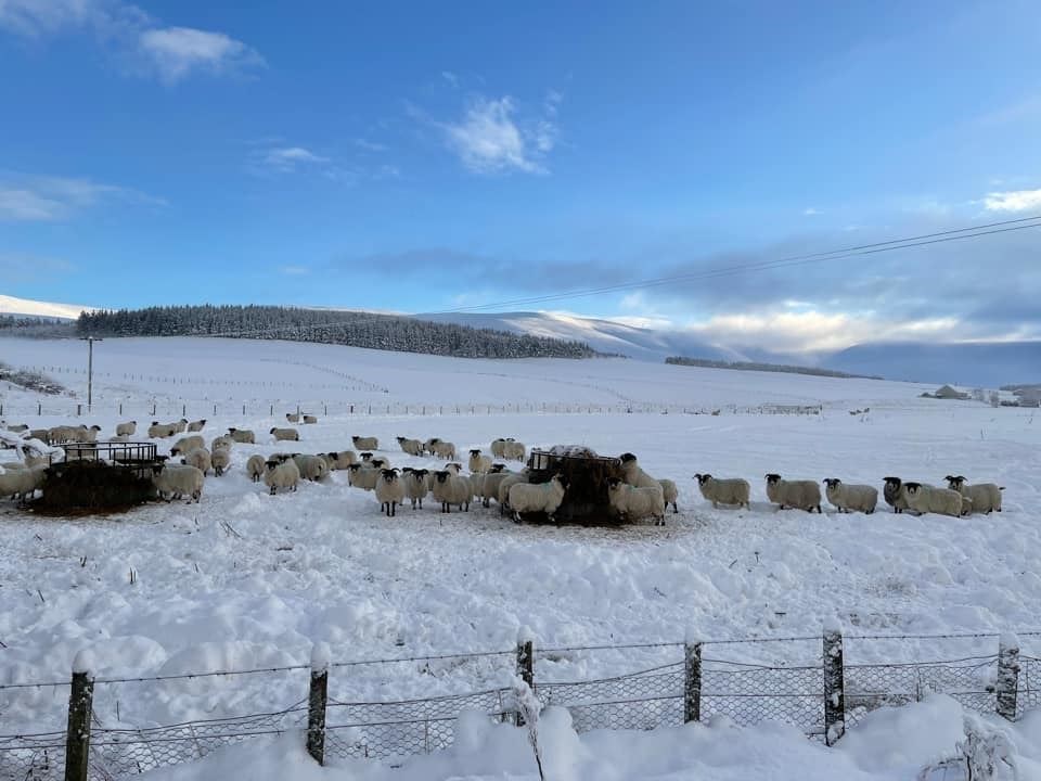 Sheep enjoying the snow in Glenlivet, snapped by Megan Reid.