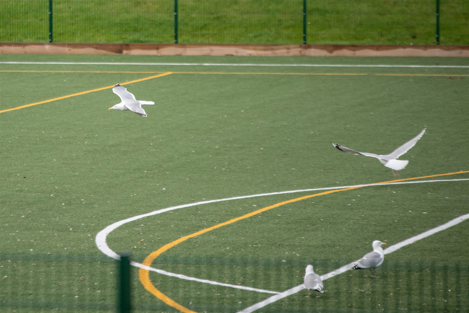 Lossiemouth’s all-weather sports pitch was deemed unplayable last year after a build up of seagull faeces. Picture: Daniel Forsyth