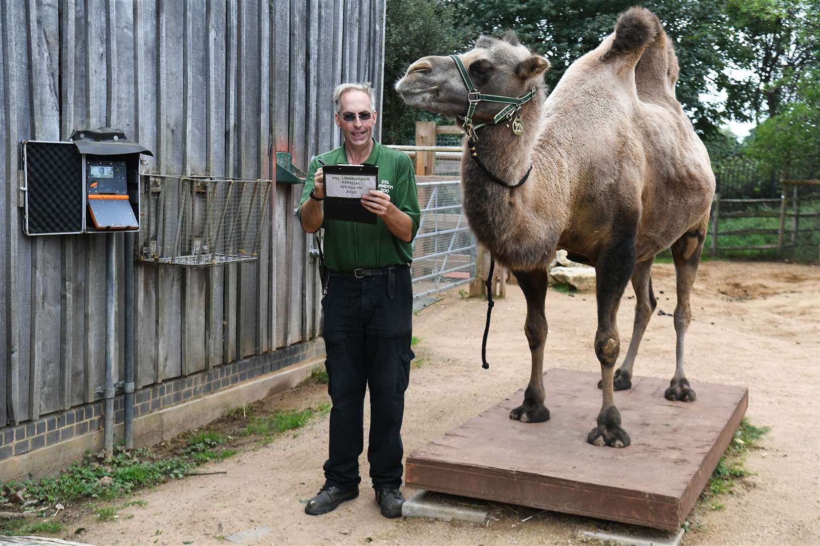 Keeper Mick Tiley weighs Noemie the bactrian camel (Kirsty O’Connor/PA)