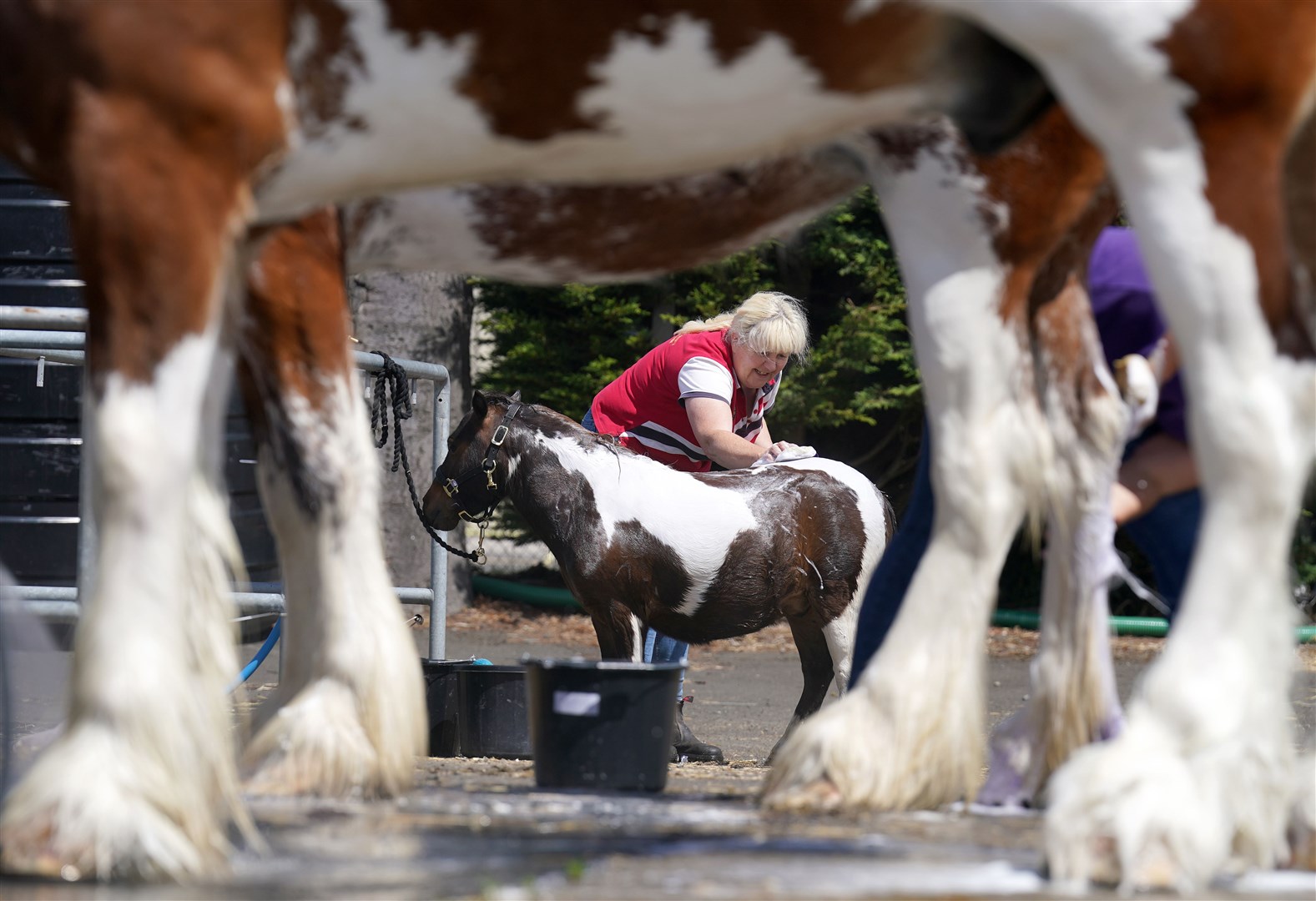 A miniature Shetland pony peeked out from under a giant Clydesdale horse at the Royal Highland Show in Ingliston, Edinburgh, in June (Andrew Milligan/PA)