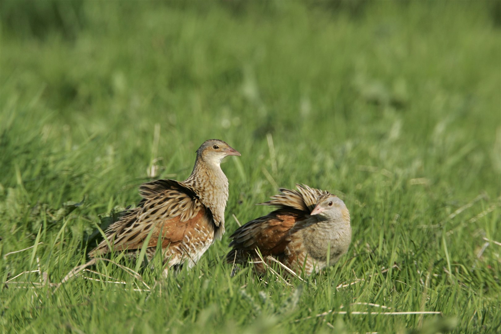 The RSPB has welcomed an increase in the number of calling male corncrakes in Scotland (Andy Hay/RSPB/PA)