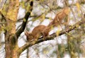 Red squirrels 'drown' in Culbin Forest water butt