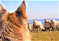Keep dogs on the lead near livestock, warn SSPCA