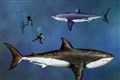 Total size of giant prehistoric mega-shark revealed