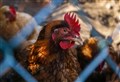 Government announces nationwide bird flu Prevention Zone after multiple outbreaks