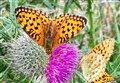Moray Wildlife: Name this butterfly