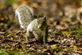 Birth control plan to cut grey squirrel numbers ‘shows promising signs’