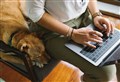 Remote workers favour dog policies at work according to survey 