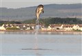 Drone technology used to monitor dolphins in Moray Firth