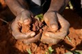 Farmers need right incentives to stop soil degradation, experts say