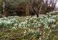 Calling all garden enthusiasts: Scottish Snowdrop Festival returns for 2022
