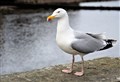 Police warning about illegal removal of seagull nests and eggs in Moray