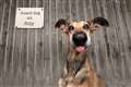 Goofy guard dog Noodles wins comedy pet photo prize