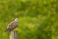 Turtle dove numbers plummet 98% to just 2,100 pairs, national survey shows