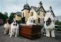Who let the dogs out at The Craigellachie?