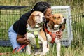 Beagles held in testing laboratory for 12 years to be rehomed in UK