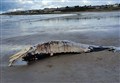 Dead whale washed up in Lossie