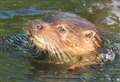International Otter Survival Fund: Don't crowd round or approach the animals