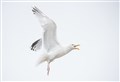 Sonic devices to tackle Elgin's gulls