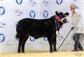 Farming: Tomintoul breeder dominates Rising Stars Calf Show at Thainstone for the second year running