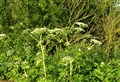 North-east giant hogweed warning sounded