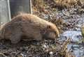 More beavers released near River Spey