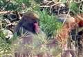 WATCH: Have you seen this monkey? Japanese macaque on run from Highland Wildlife Park