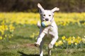 Guide dogs and puppies get hunting for Easter eggs