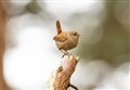 Moray wildlife: Name this bird 