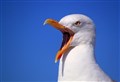 Moray's urban gull problem