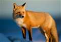 Scottish Government introduce new fox hunting legislation