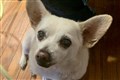 Chihuahua cross from Ohio named world’s oldest living dog