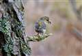 READER PICTURES: Moray’s diverse birdlife