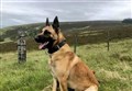Police dog Bear reports for duty