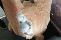 Car thief caught hiding inside giant teddy bear in Rochdale