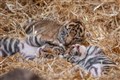 London Zoo visitors get first glimpse of endangered Sumatran tiger cubs