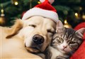 Christmas can be deadly time for your pets so keep them safe