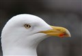 Moray Tories want Holyrood funding to tackle gulls