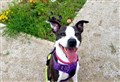 Cute Kala keen to find forever home