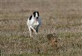 Hare coursing in Moray