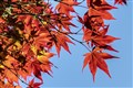 Experts issue red warning over maple tree species at risk of extinction