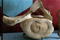 Medieval whale bone discovered at inland castle goes on display