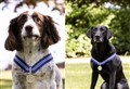 RAF Lossiemouth canine heroes Alfie and AJ awarded 'Animals OBE'