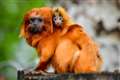 Zoo celebrates birth of tiny twin tamarins