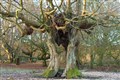Two million ancient and veteran trees across England, study estimates