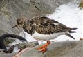 Moray Wildlife: Name this bird